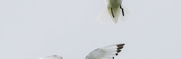 Exposición ‘Aves’.