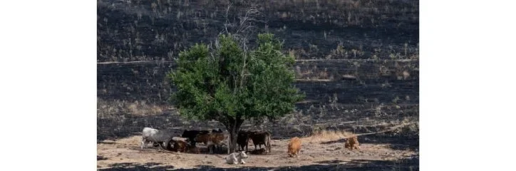 Conferencia «El proyecto Mosaico contra los incendios y la despoblación»