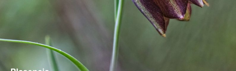 II Muestra de cine de medioambiente