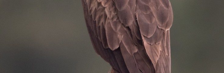 III Muestra de cine de Medioambiente