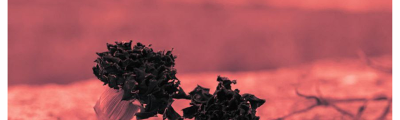 Presentación «Se llamaba libertad»