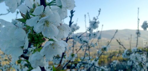 Fiesta del cerezo en flor