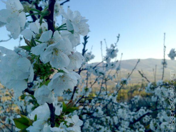 Cerezo en Flor, Valle del Jerte