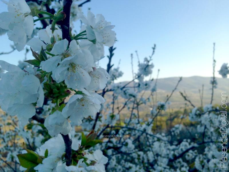 Cerezo en Flor