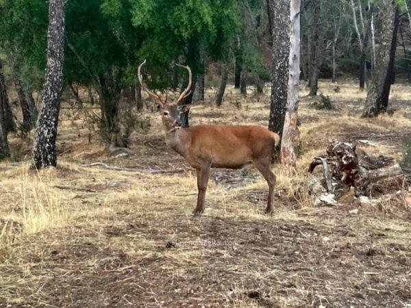 Ciervo en el Parque de Monfragüe