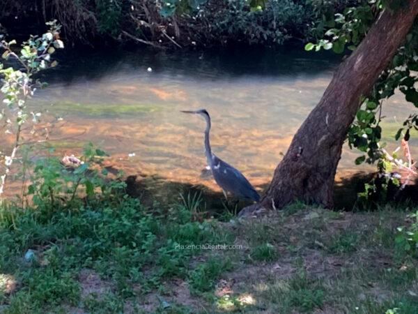 Garza Real en el parque de La Isla de Plasencia