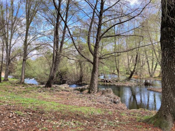 Orilla del río Jerte a su paso por el parque de La Isla