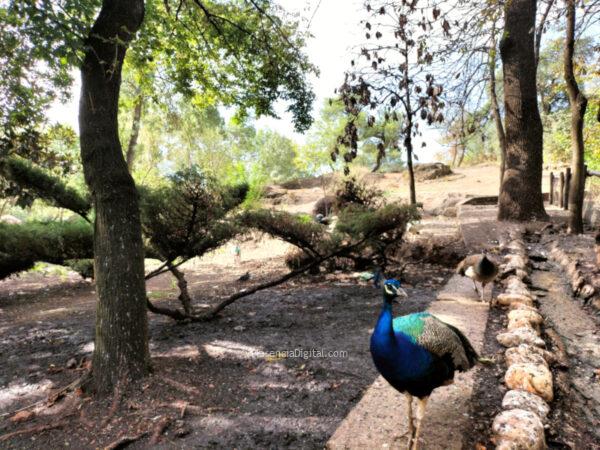 Parque Los Pinos Plasencia