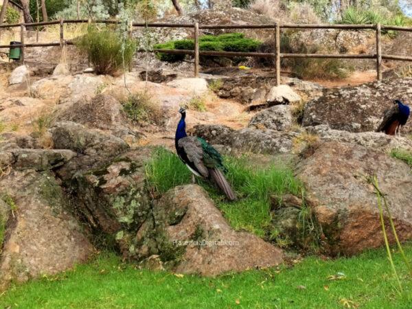 Parque Los Pinos Plasencia